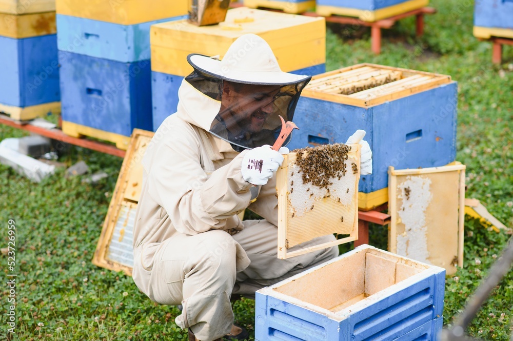 Beekeeper working collect honey. Beekeeping concept. Beekeeper working collect honey. Beekeeping concept.