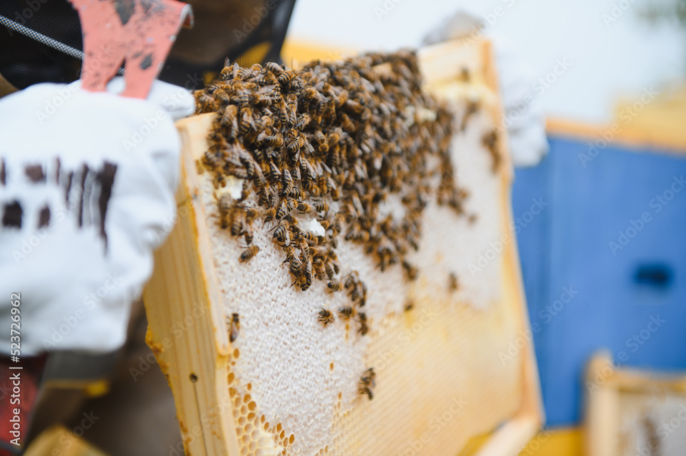 Beekeeping, beekeeper at work, bees in flight. Beekeeping, beekeeper at work, bees in flight.