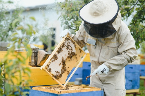 Beekeeper is working with bees and beehives on the apiary. Beekeeping concept