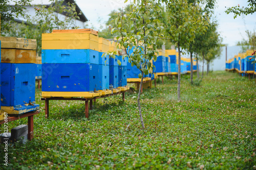 Hives in an apiary with bees flying to the landing boards. Apiculture © Serhii