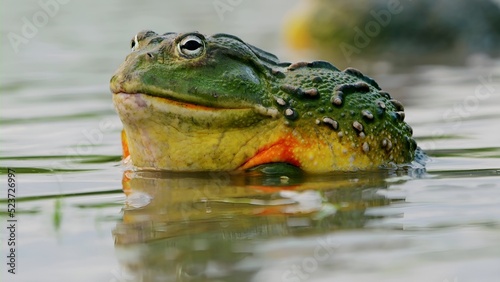 The beauty of this bullfrog is in the details.