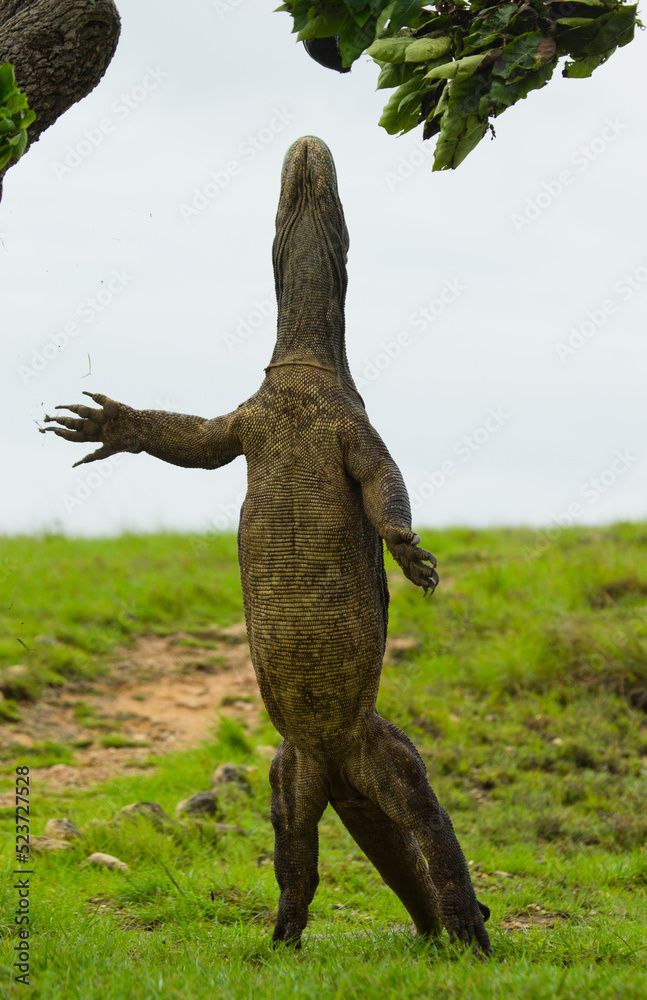 Fototapeta premium Komodo dragon is standing upright on their hind legs. Indonesia. Komodo National Park.