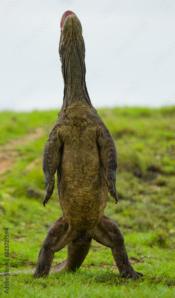 Komodo dragon is standing upright on their hind legs. Indonesia. Komodo National Park.