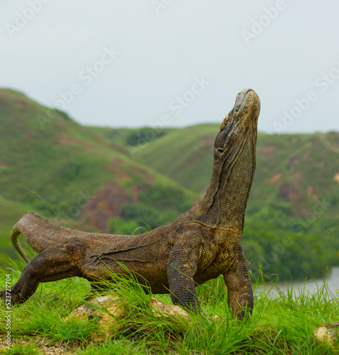 Komodo dragon is sitting on the ground against the backdrop of stunning scenery. Indonesia. Komodo National Park.