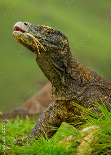 Portrait of a Komodo Dragon. Close-up. Indonesia. Komodo National Park.