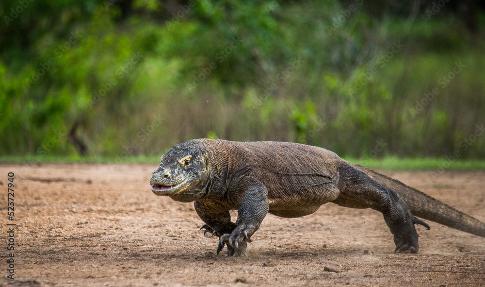Komodo dragon is running along the ground. Indonesia. Komodo National Park. Komodo dragon is running along the ground. Indonesia. Komodo National Park.