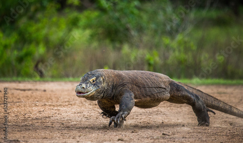 Komodo dragon is running along the ground. Indonesia. Komodo National Park.