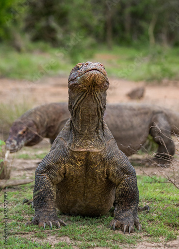 Komodo dragon is on the ground. Indonesia. Komodo National Park.