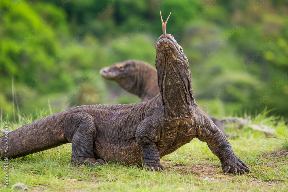 Obraz premium Komodo dragon is on the ground. Indonesia. Komodo National Park.
