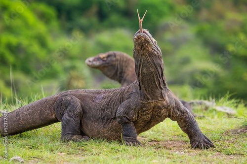 Fototapeta Naklejka Na Ścianę i Meble -  Komodo dragon is on the ground. Indonesia. Komodo National Park.