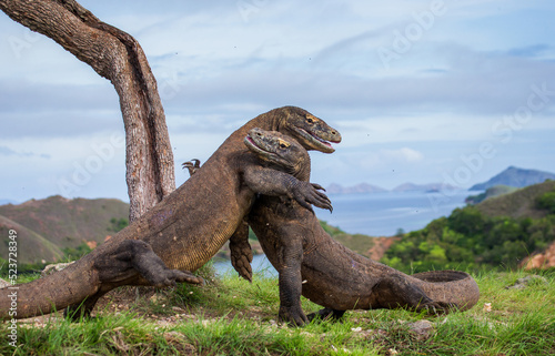 Komodo Dragons are fighting each other. Indonesia. Komodo National Park.