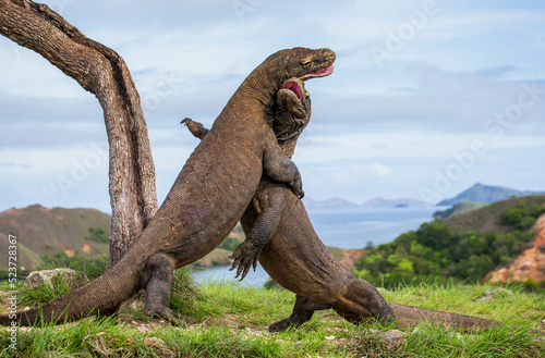 Komodo Dragons are fighting each other. Indonesia. Komodo National Park. © gudkovandrey