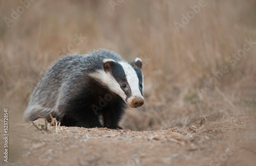 Badger on the ground