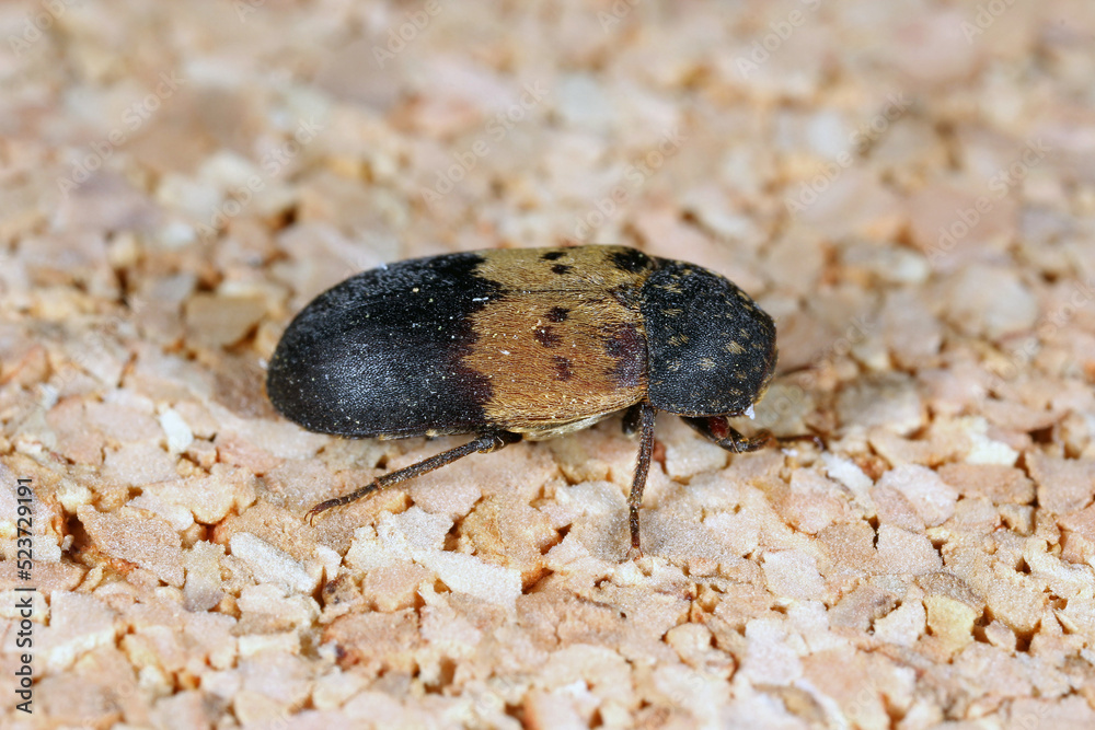 Dermestes lardarius, commonly known as the larder beetle from the