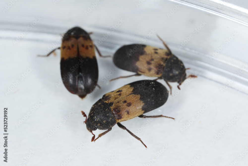 Dermestes lardarius, commonly known as the larder beetle from the