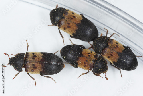 Dermestes lardarius, commonly known as the larder beetle from the family Dermestidae a skin beetles.