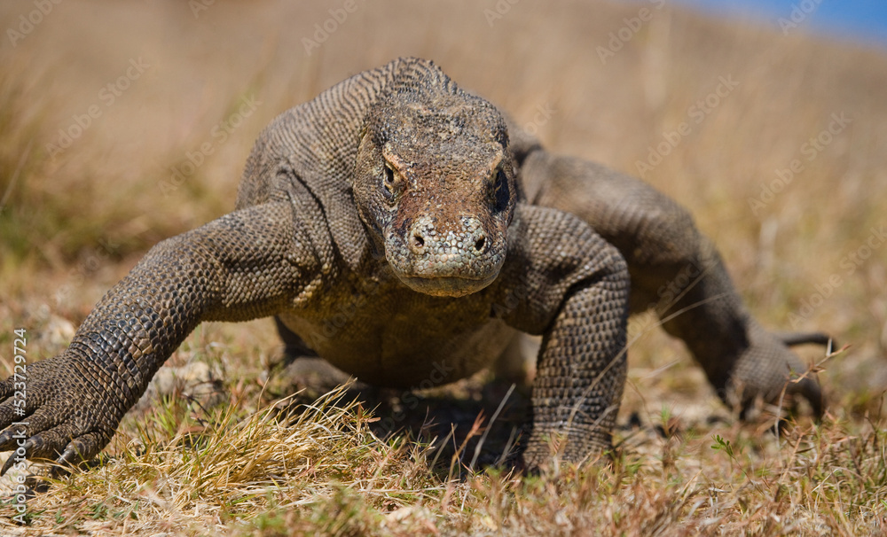 Komodo dragon is on the ground. Indonesia. Komodo National Park. Komodo dragon is on the ground. Indonesia. Komodo National Park.