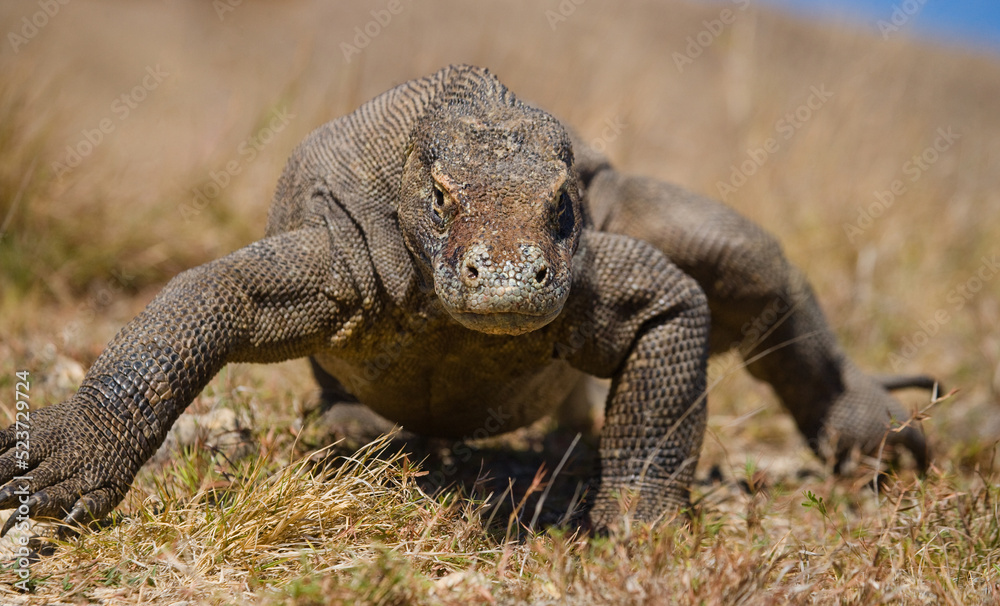 Komodo dragon is on the ground. Indonesia. Komodo National Park.