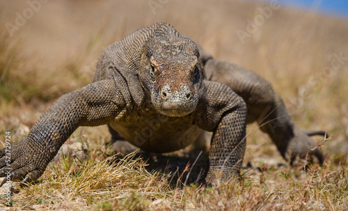 Komodo dragon is on the ground. Indonesia. Komodo National Park.