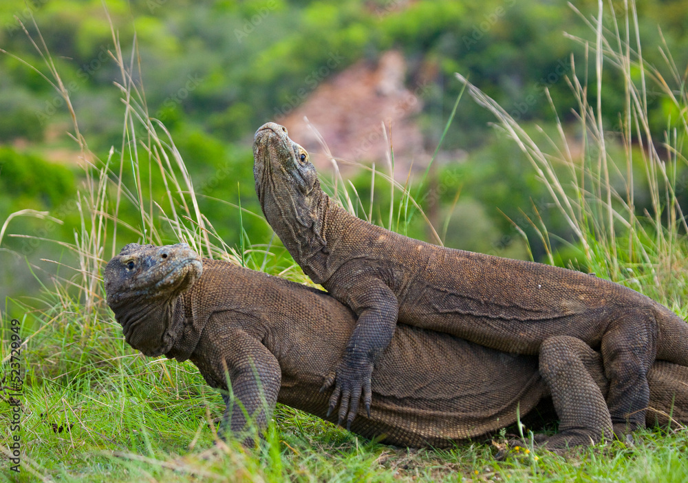 Two Komodo dragons are fighting over a piece of food. Indonesia. Komodo National Park. Two Komodo dragons are fighting over a piece of food. Indonesia. Komodo National Park.