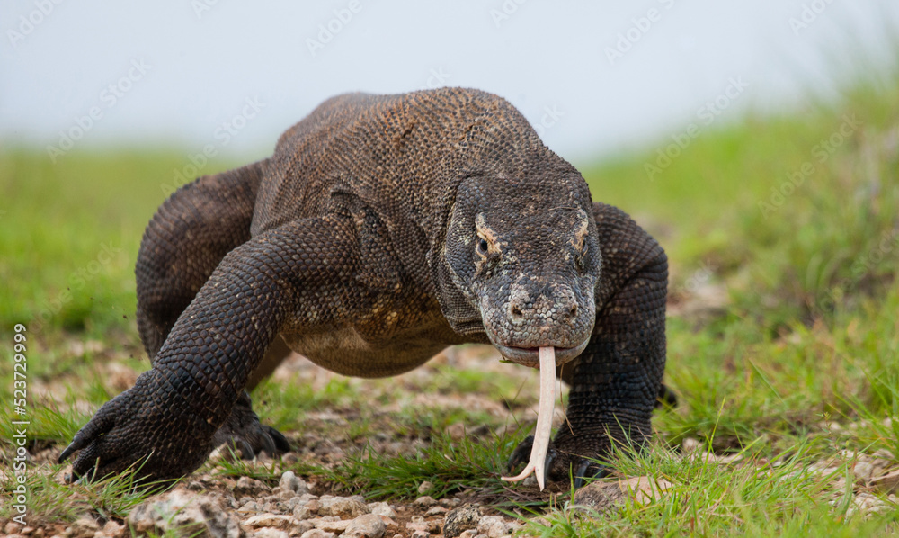 Komodo dragon is on the ground. Indonesia. Komodo National Park. Komodo dragon is on the ground. Indonesia. Komodo National Park.