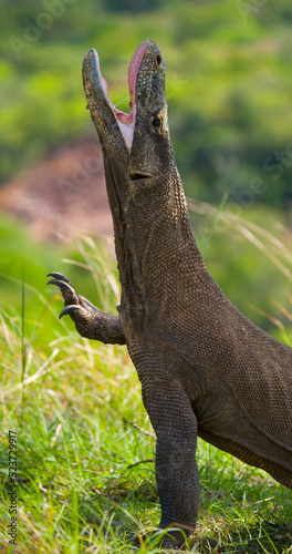 Portrait of a Komodo Dragon. Close-up. Indonesia. Komodo National Park.