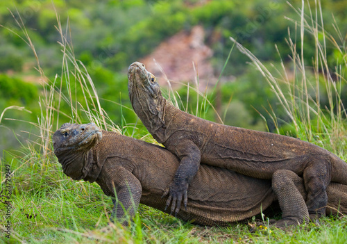 Two Komodo dragons are fighting over a piece of food. Indonesia. Komodo National Park.