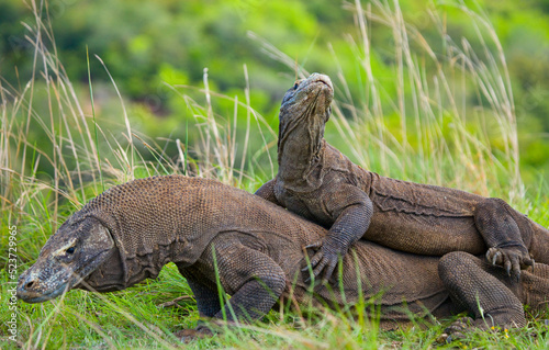 Two Komodo dragons are fighting over a piece of food. Indonesia. Komodo National Park. © gudkovandrey