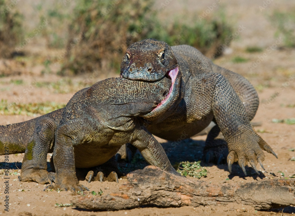 Two Komodo dragons are fighting over a piece of food. Indonesia. Komodo National Park. Two Komodo dragons are fighting over a piece of food. Indonesia. Komodo National Park.