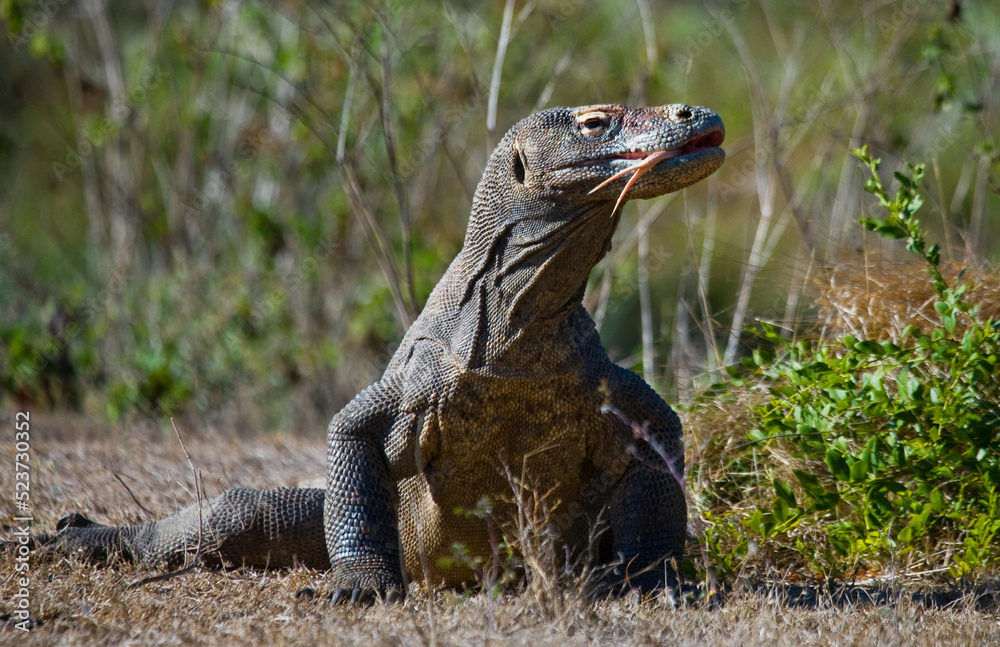 Obraz premium Komodo dragon is on the ground. Indonesia. Komodo National Park.