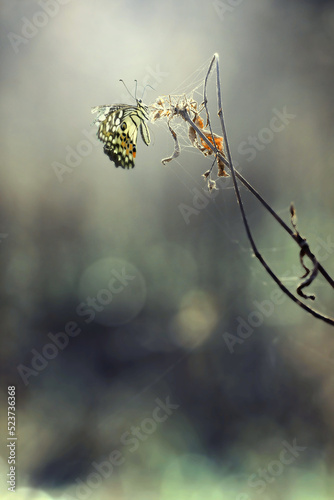 dew on the branches of tree