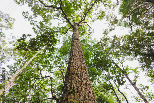 high tree in the forest Ecology and environment concepts