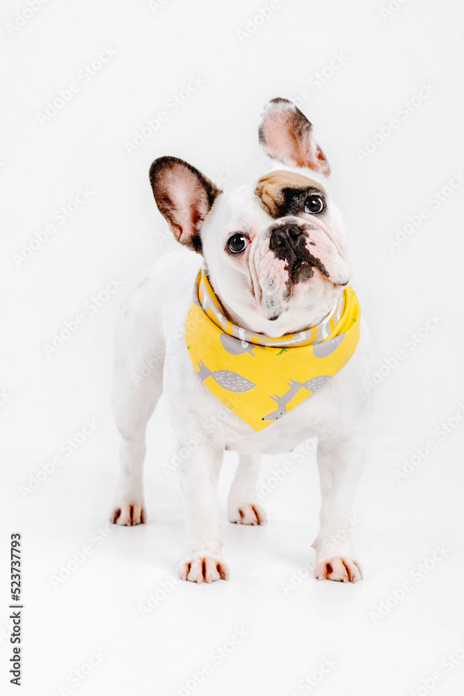 French Bulldog. Dog isolated on white background