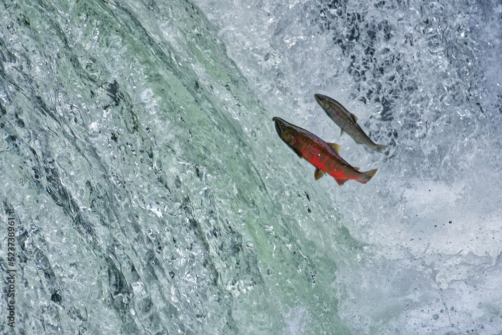 Cherry salmon at Sakura Falls, Kiyosato, Hokkaido Cherry salmon at Sakura Falls, Kiyosato, Hokkaido