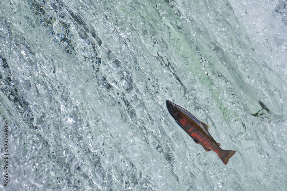 Fototapeta premium Cherry salmon at Sakura Falls, Kiyosato, Hokkaido