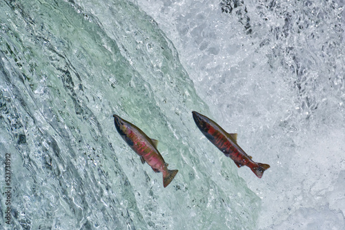 Cherry salmon at Sakura Falls, Kiyosato, Hokkaido