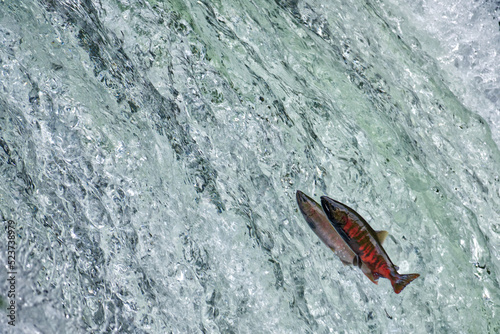 Cherry salmon at Sakura Falls, Kiyosato, Hokkaido