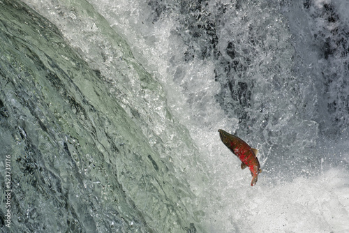 Cherry salmon at Sakura Falls, Kiyosato, Hokkaido photo