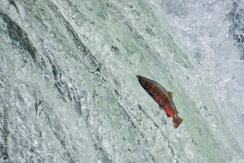 Cherry salmon at Sakura Falls, Kiyosato, Hokkaido