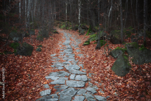 On the way through the autumn leaves