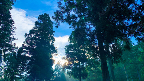 朝日を浴びる森の木の写真素材