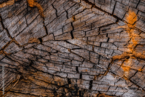 Wooden stump circular, cross section round cut down large dried tree trunk with annual rings texture cracks, multicolor slice cover grey patina. Light dark shadow black blue orange gold brown tones
