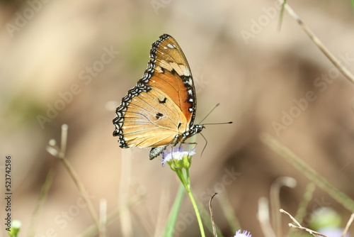 orange butterfly perched on the grass