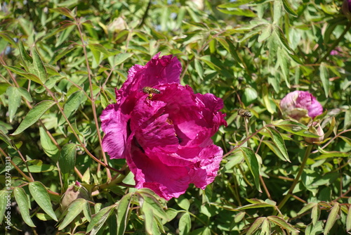 Bee pollinating magenta colored flower of tree peony in April photo