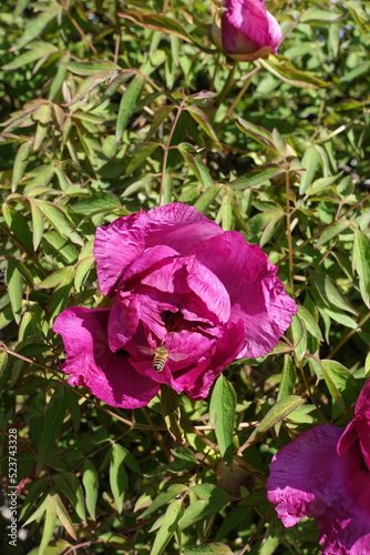 Honey bee pollinating magenta colored flower of tree peony in April