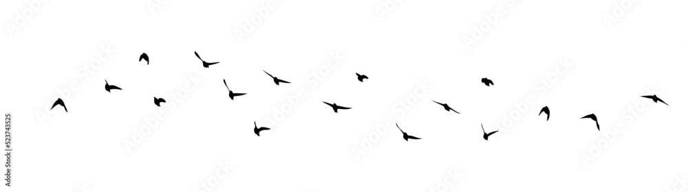 Fototapeta premium A flock of flying birds. Free birds. Vector illustration