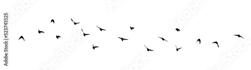 Fotografia, Obraz A flock of flying birds. Free birds. Vector illustration