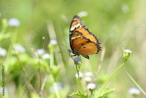 orange butterfly on green background