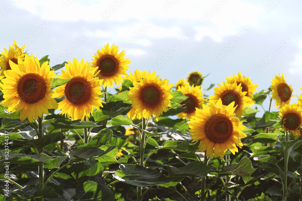 Obraz premium 密集したヒマワリの花