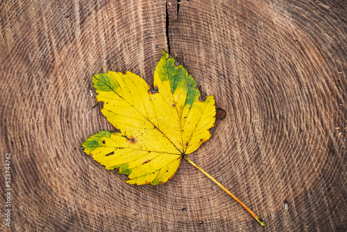 yellow green curved maple leaf on a tree stub photo